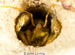 ghost shrimp by John Loving 
